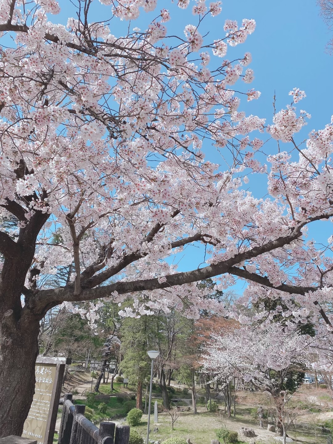 花がとても綺麗な季節です